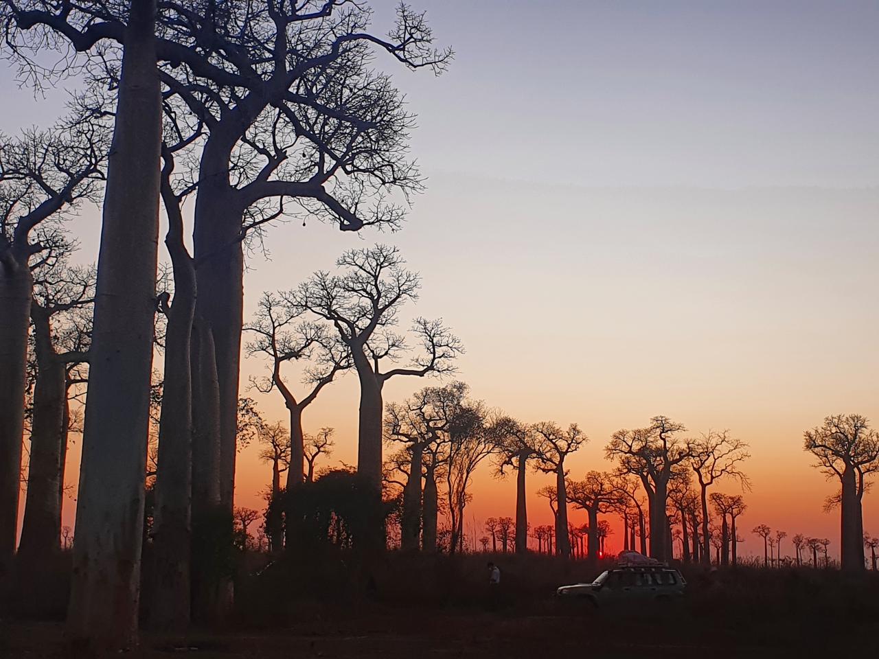 Baobab