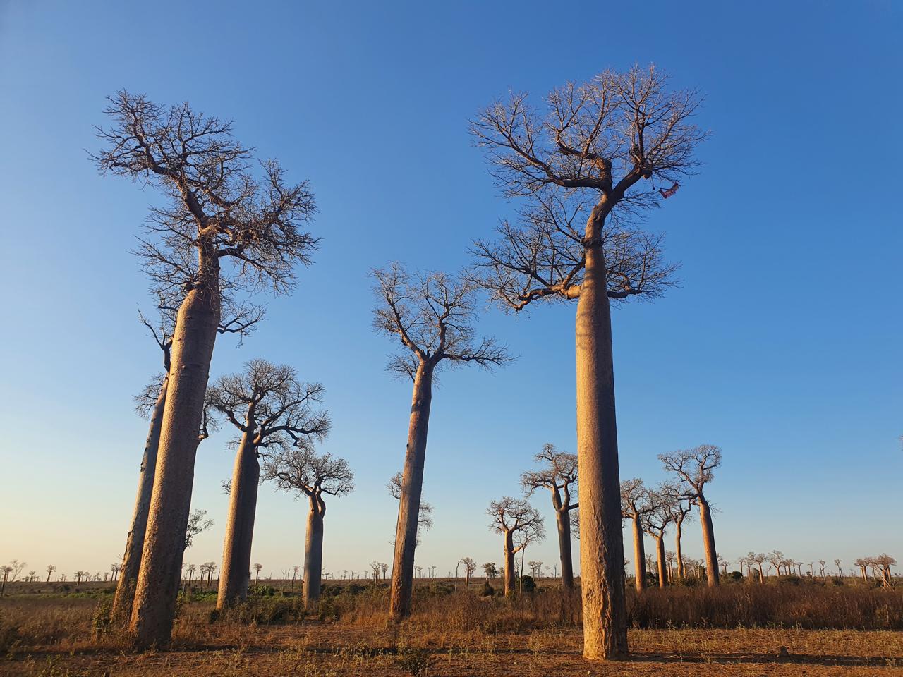Baobab Alley