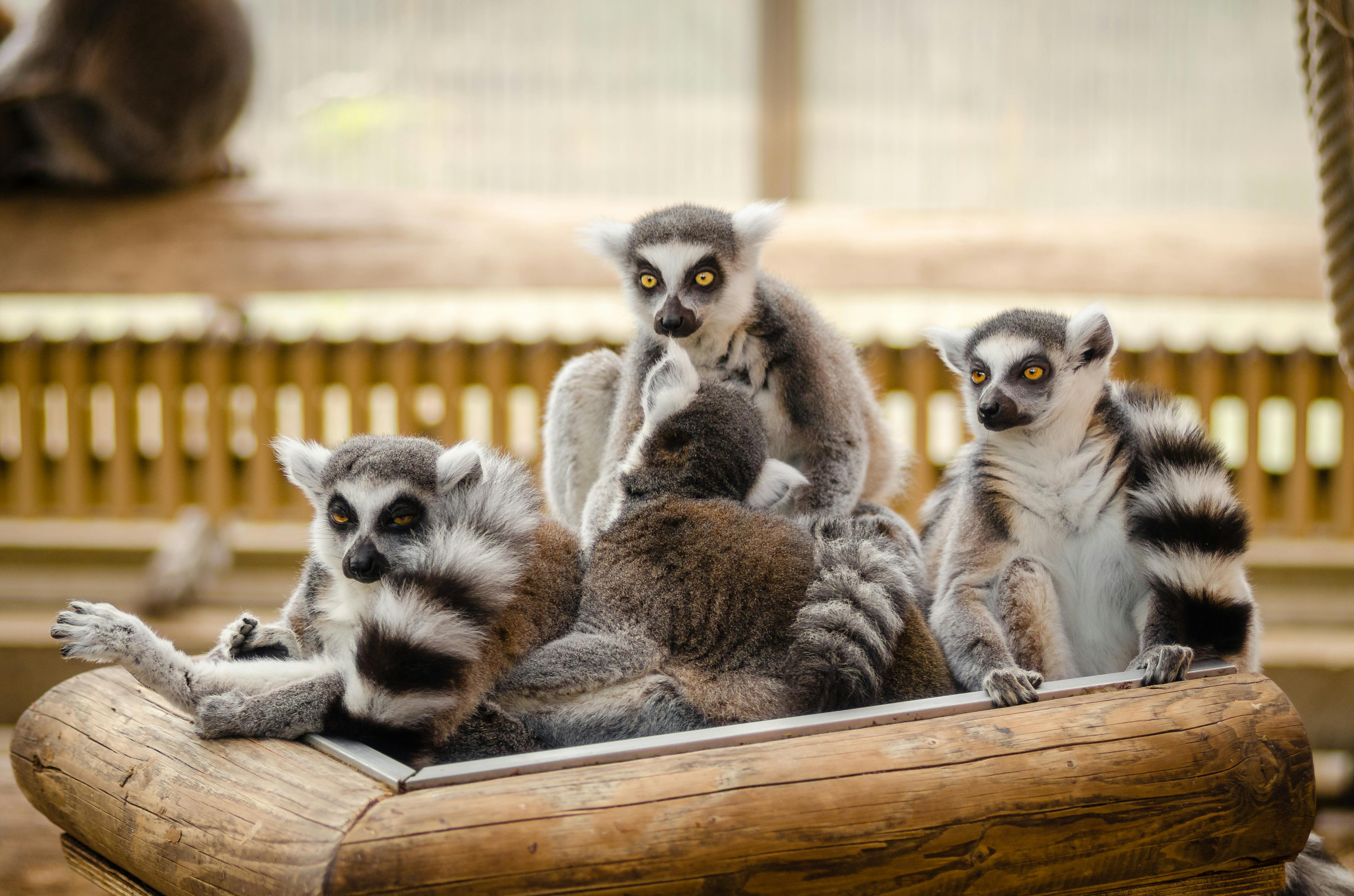Lemur