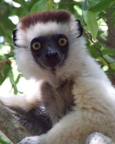 Indri