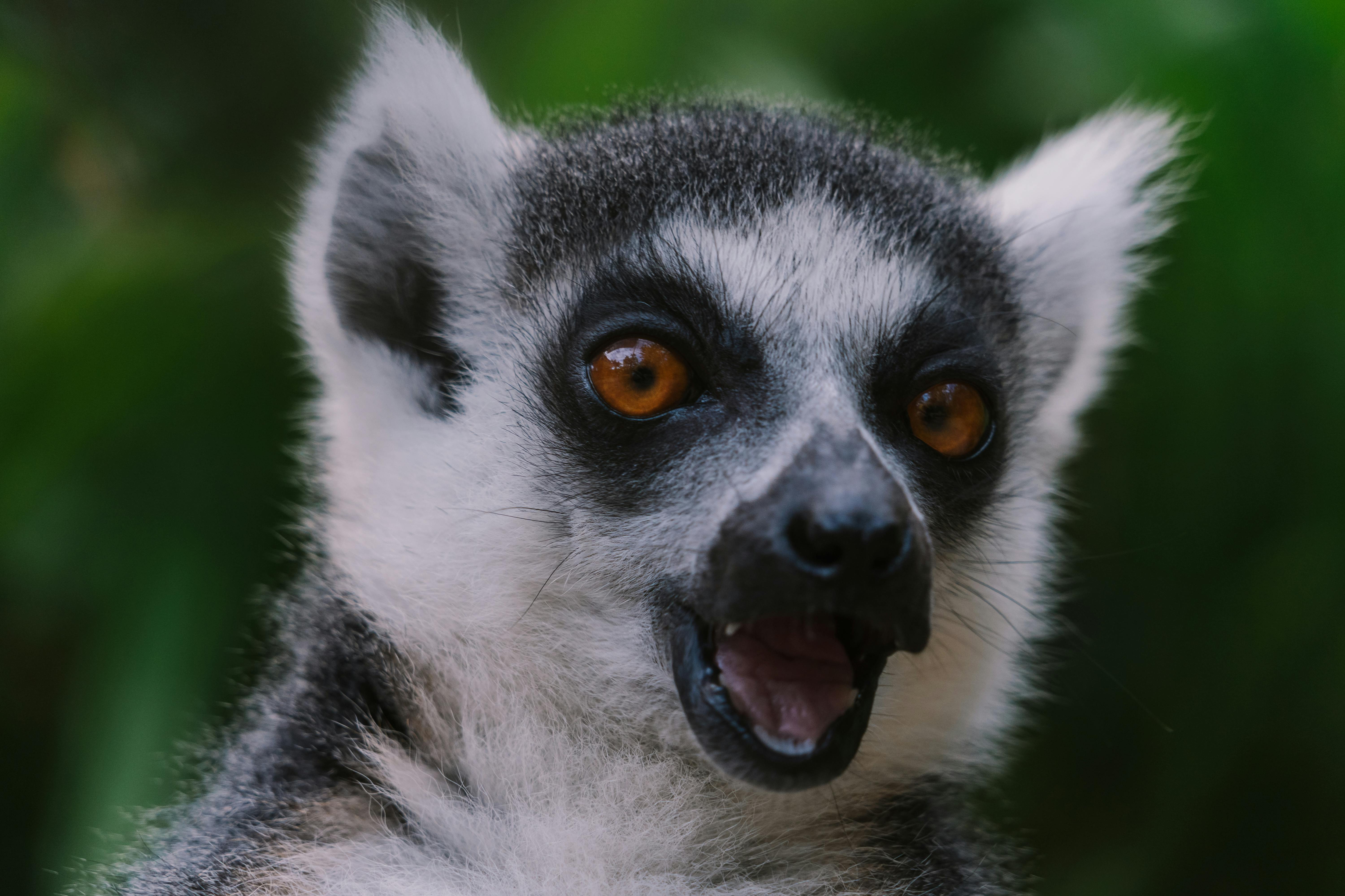 Wildlife