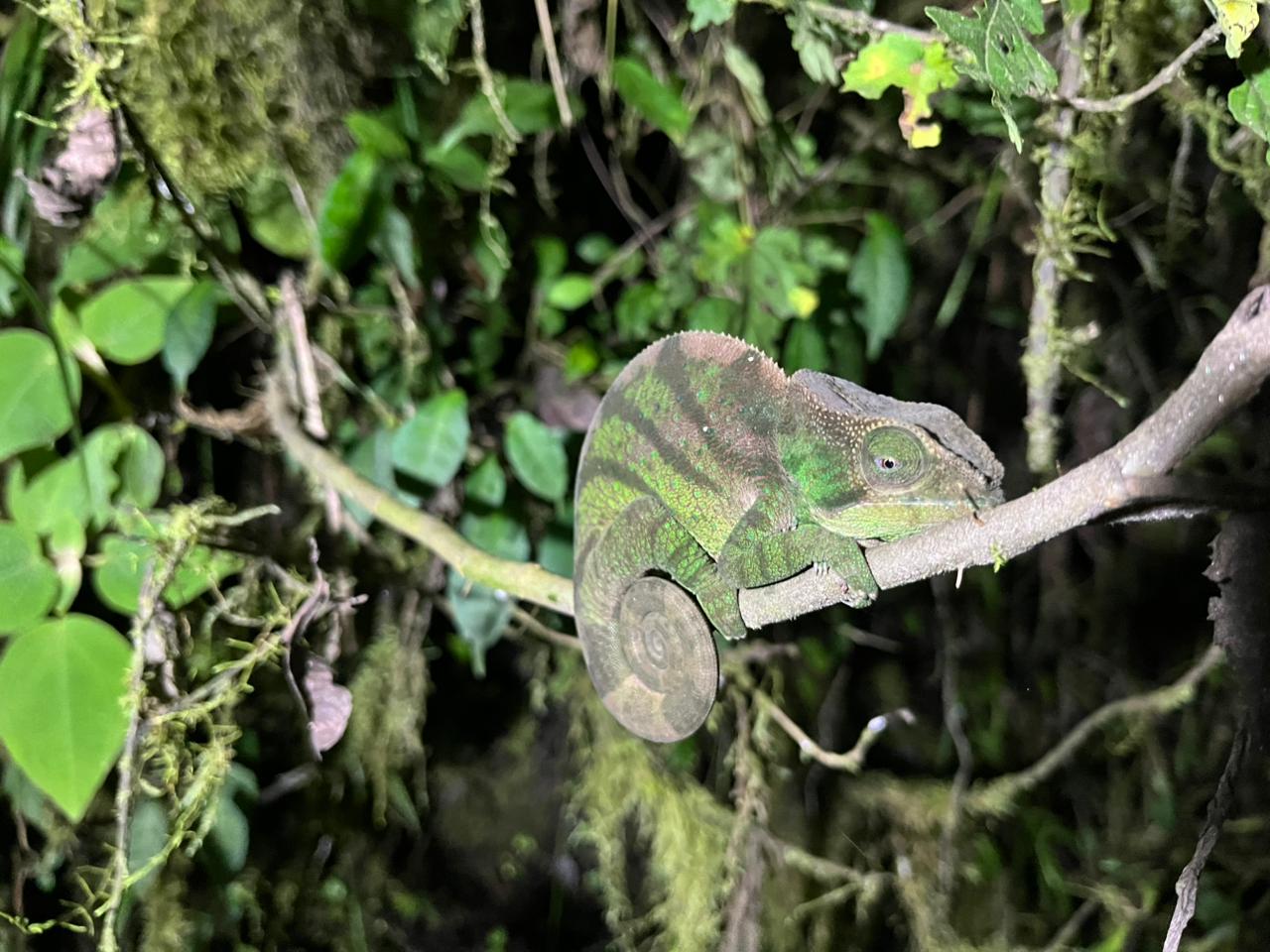 Malagasy Chameleon