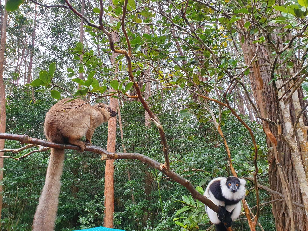 Northern Sifaka